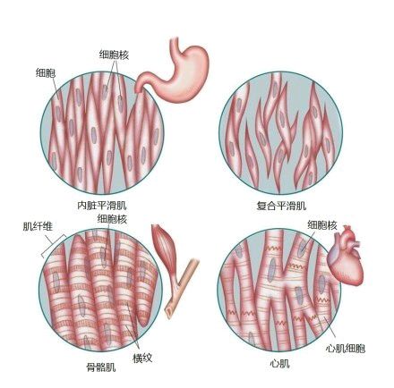 科普图,肪脂,长春好的整形医院