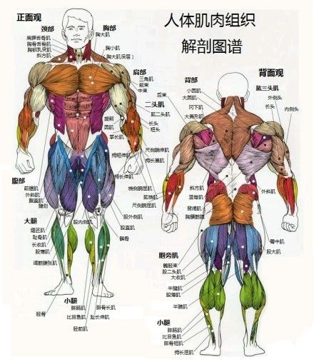 科普图,肪脂,长春好的整形医院