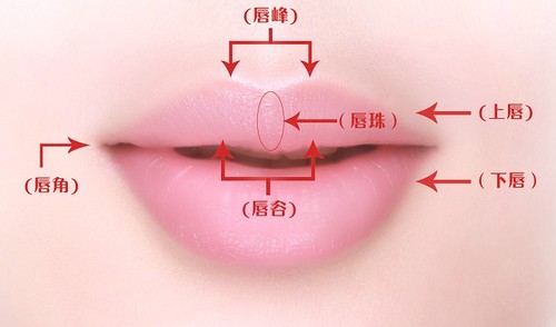 唇珠,示意图,长春好的整形医院