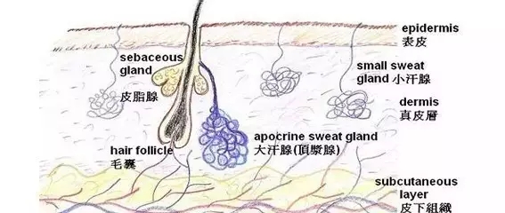 长春保妥适、保妥去腋臭